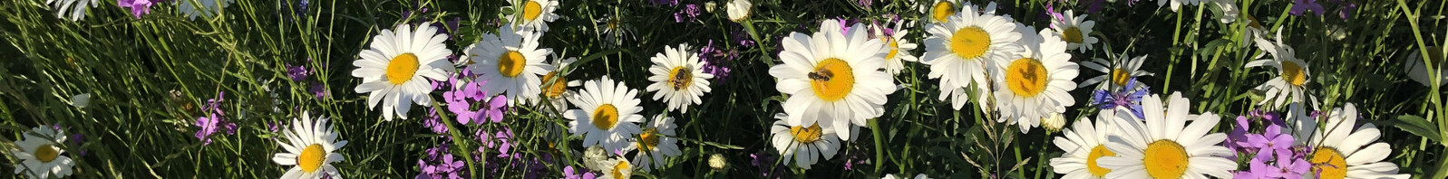 Champ de Fleur B&B Notaires Aurillac Volontaires